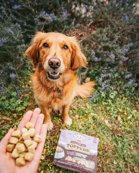 Dog Treats Photoshoot, Dog Treat Photoshoot, Dog Treat Photography, Dog Food Photography, Outdoor Branding, Animal Photoshoot, Dog Model, Business Pictures, Dog Food Brands