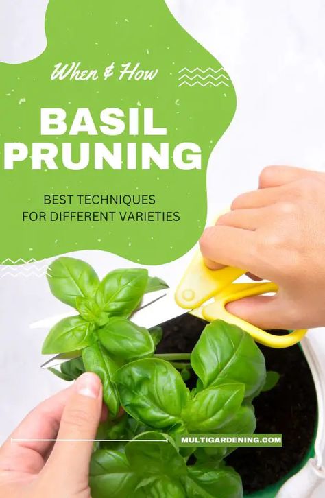 This is a complete guide on when and how to prune basil plants to promote health and productivity. Basil, with its fragrant leaves and versatile culinary uses, is a beloved herb among gardeners and food enthusiasts. When and How To Prune Basil Plants To ensure robust growth and a bountiful harvest, it is essential to... Trimming Basil Plants Tips, Pruning Basil Plants Video, Trim Basil Plant, Pruning Basil Plants, How To Trim Basil Plant, How To Prune Basil Plant, Pruning Cilantro, How To Trim Basil, How To Prune Basil