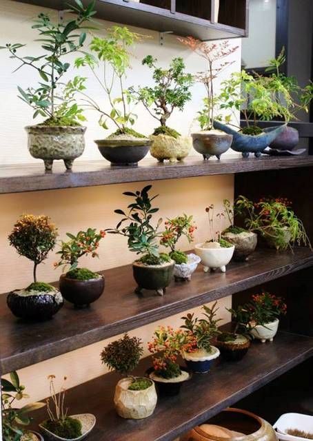 Small Woodworking Projects Ideas, Woodworking Projects Ideas, Stones Aesthetic, Bonsai Tree Care, Plantas Bonsai, Mini Bonsai, Plant Projects, Small Woodworking Projects, Moss Garden