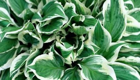 Is Vinegar Safe for Hostas?. The scent of freshly sprayed vinegar rising from your bed of prized hostas (Hostas spp.) might have the neighbors redirecting you to the lettuce patch. The reality is that the same vinegar you use to flavor straight-from-the-garden salads also works as a control measure for many nutrient- ... Plants That Love Shade, Blooming Perennials, Easy Perennials, Plantain Lily, Hosta Varieties, Outside Plants, Hosta Plants, Planting Shrubs, Shade Perennials