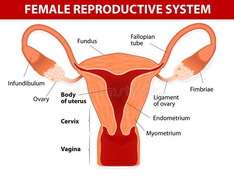 Female reproductive system. Human anatomy. female reproductive system. Uterus an #Sponsored , #AD, #AD, #reproductive, #female, #Uterus, #system Female Reproductive System Anatomy, Female Reproductive Anatomy, Human Body Diagram, Human Anatomy Female, Fibroid Diet, Anatomy Organs, Fibroid Tumors, Female Reproductive System, Reproductive System