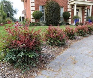 Nandina Obsession, Obsession Nandina, Agapanthus Plant, Nandina Domestica, Liriope Muscari, Low Growing Shrubs, Roof Gardens, Gulf Stream, Front House Landscaping