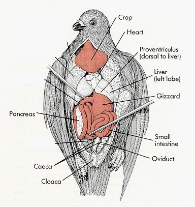 ddsdd Pigeon Anatomy, Love Birds Drawing, Wing Anatomy, Bird Anatomy, Pet Pigeon, Red Bird Tattoos, Anatomy Organs, Black Bird Tattoo, Vet Medicine