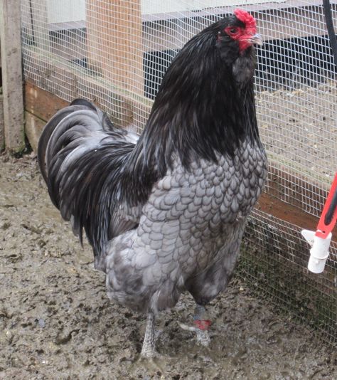 Blue Ameraucana, Backyard Chicken Run, Ameraucana Rooster, Chicken Coop Building, Chicken Backyard, Ameraucana Chicken, Chicken Incubator, Laying Chickens, Best Egg Laying Chickens