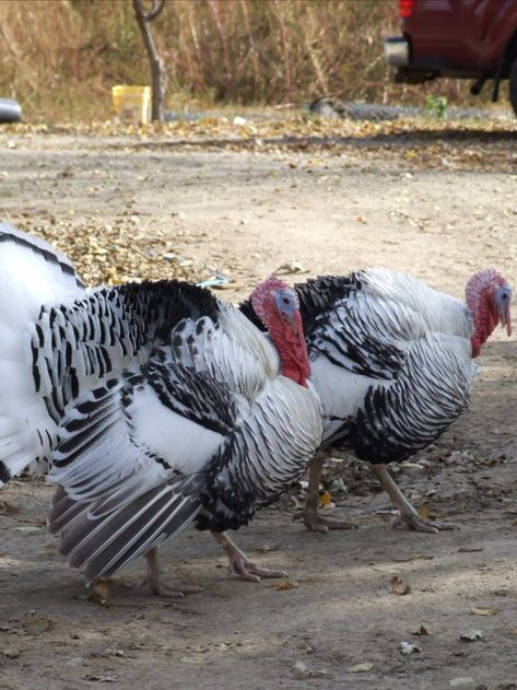 Royal Palm Turkey, Turkey Farming, Female Turkey, Turkey Breeds, Farming Land, Raising Turkeys, Turkey Farm, Farm Animal Painting, Farming Business