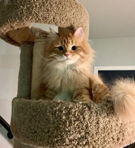 Fantastic Pic Ragdoll Cats ginger Ideas The large, weak Ragdoll is usually a loving accessory for almost any dog significant other's home. Referred to... #Cats #Fantastic #ginger Ginger Ragdoll Cat, Ginger Ideas, White Ragdoll Cat, Ragdoll Cats, Pretty Kitty, Orange Cats, Funny Thoughts, Cats Funny, Russian Blue