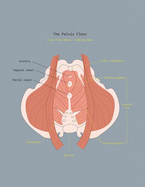 Up close & personal with: Your pelvic floor Pelvic Floor Illustration, Obgyn Aesthetic, Pelvic Muscles, Pelvic Floor Muscle Exercise, Midwifery Student, Pelvic Floor Therapy, Therapy Exercises, Pelvic Organ Prolapse, Pelvic Floor Dysfunction