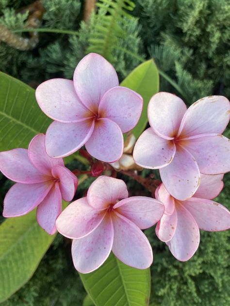 Plumeria flower Fav Flower, Pink Plumeria, Light Pink Color, Beautiful Lights, Color Shades, Pink Color, Light Pink, Flowers, Pink