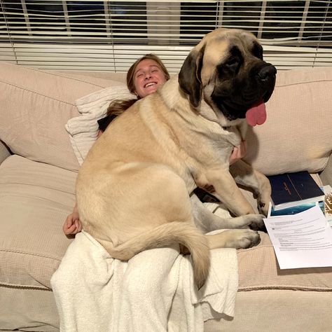 HE STILL CONSIDERS HIMSELF to BE ‘JUST a LAP DOG’! 11 MONTHS OLD … AND STILL GROWING STRONG ... BOTH of THEM (HIS BROTHER couldn't FIT in THE PICTURE ... OR on MY DAUGHTER's LAP)! Growing Strong, English Mastiff, Lap Dogs, Cane Corso, Adorable Animals, Fit In, The Picture, Labrador Retriever, Cute Animals