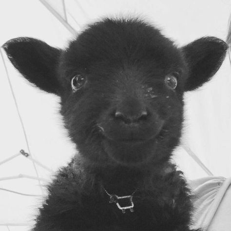 So stinkin cute! The Black Sheep, Sheep And Lamb, Baby Goats, Black Sheep, Happy Animals, Sweet Animals, Animal Photo, 귀여운 동물, Animals Friends