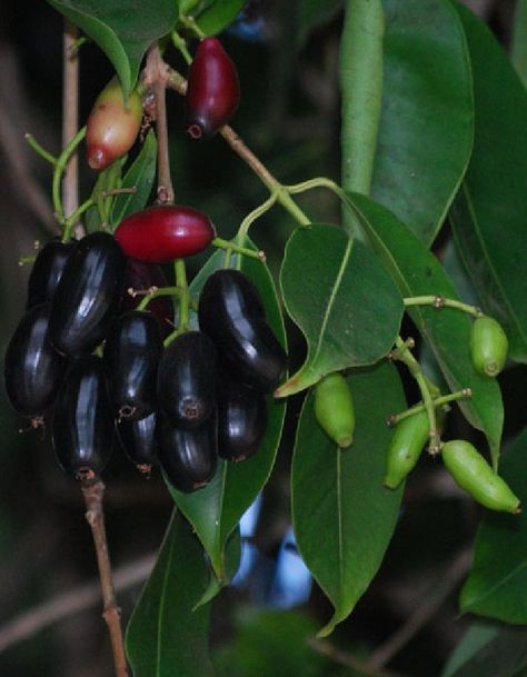 Polynesian Produce Stand : ~JAMUN FRUIT TREE~ Syzygium cumini INDIAN WAX APPLE Pot'd Starter NEVER BR Plant Vegetable Juice Recipes, Cloves Spice, Plum Seed, Strawberry Guava, Lower Blood Sugar Naturally, Ayurvedic Remedies, Blood Sugar Diet, Vegetable Juice, Starter Plants