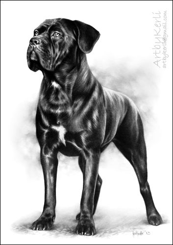 Cane corso Maia, pencil drawing (A3). Art by Kerli, 2013. French Bulldog Tan, Puppy Backgrounds, French Bulldog Breeders, Merle French Bulldog, Dog Drawing Simple, Jetta A4, Pitbull Tattoo, Cute Dog Drawing, Every Dog Breed