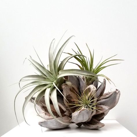 plantes sans terre –tillandsia-centre-table-bois-plantes-aériennes Airplants Ideas, Types Of Air Plants, Air Plants Diy, Large Air Plants, Plant Display Ideas, Air Plants Decor, Bathroom Green, Paint Tile, Air Purifying House Plants