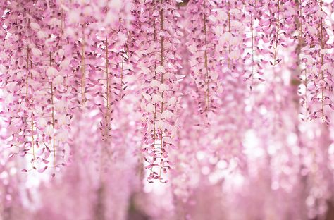 Wisteria Aesthetic, Wisteria Trellis, Wisteria Bonsai, Pink Wisteria, Wisteria Lane, Dream Yard, Most Beautiful Flowers, Beautiful Nature Wallpaper, Happy Fun