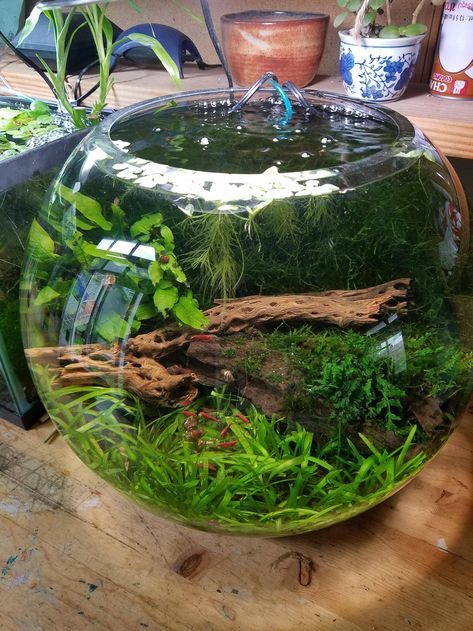 Tiny Ecosystem, Moss Garden Terrarium, Planted Fish Bowl, Moss Terrarium Ideas, Indoor Moss Garden, Aquarium Bowl, Terrarium Setup, Bowl Terrarium, Moss Bowl