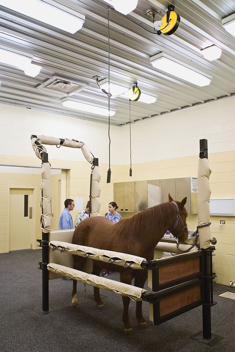 Veterinary Horse Stock Equine Veterinary Aesthetic, Large Animal Veterinarian Aesthetic, Equine Vet Aesthetic, Veterinary Medicine Aesthetic, Horse Veterinarian, Equine Hospital, Vet Aesthetic, Horse Vet, Veterinarian School