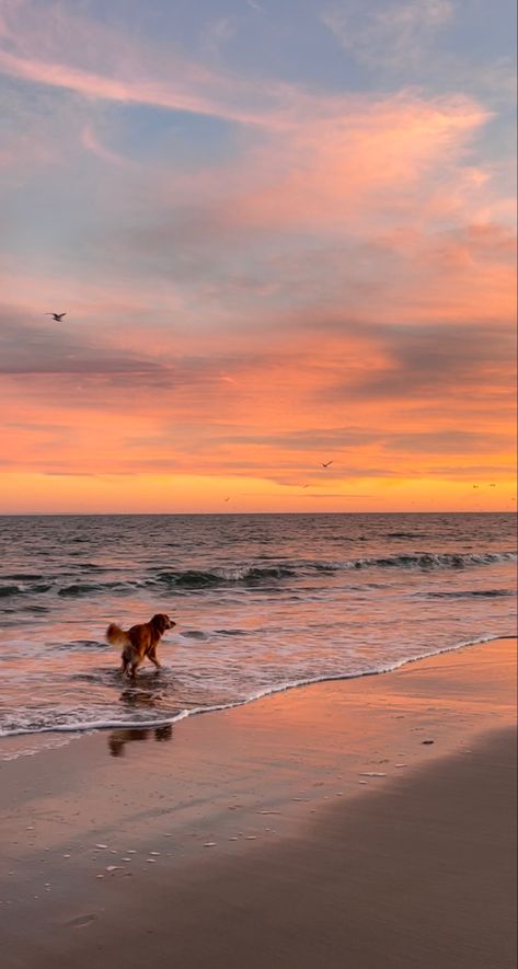 Beach Golden Retriever, Travel With Golden Retriever, Golden Retriever Sunset, Hiking With Golden Retriever, Golden Retriever On Beach, Golden Retriever At The Beach, Two Golden Retrievers, Beach Dog Aesthetic, Golden Retriever Puppy Beach