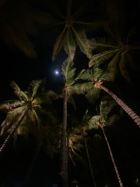 Dark Miami Aesthetic, Maldives At Night, Night Palm Trees, Chanel Hand Cream, Palm Tree Sunset, Beach At Night, Summer Story, Night Mode, Coastal Gardens