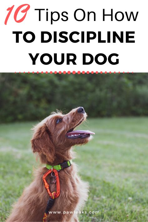 Dog Clicker Training, Easiest Dogs To Train, Dog Potty Training, Dog Potty, Dog Brain, Dog Training Techniques, Agility Training, Best Dog Training, Dog Hacks