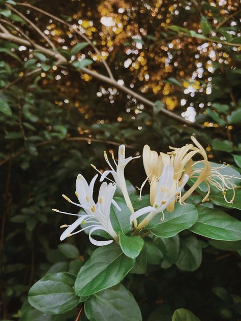 Honeysuckle Flower Aesthetic, Honeysuckle Aesthetic, Ashlee Core, Honeysuckle Garden, Honeysuckle Wedding, Honeysuckle Bouquet, Honey Suckles, Honeysuckle Tattoo, Honeysuckle Flowers