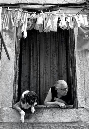 Dog Peeking, Black And White Photograph, Appaloosa, White Picture, Vintage Dog, Jolie Photo, Quarter Horse, Black White Photos, 인물 사진