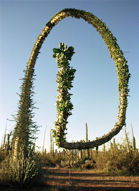 Ravenala Madagascariensis, Boojum Tree, Weird Trees, Location Unknown, Baja California Mexico, Magical Tree, Nature Life, Old Trees, Unusual Plants