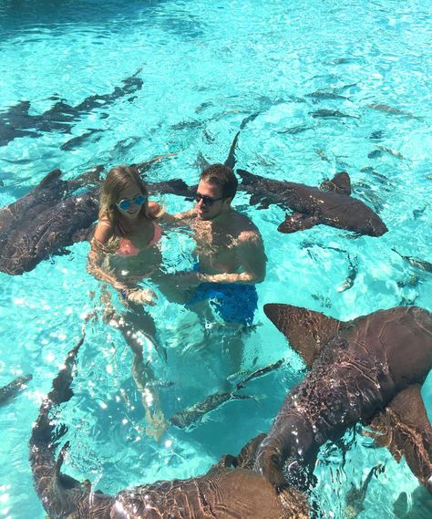 Swimming with pigs and sharks in Exuma Bahamas | Miss Everywhere | Travel & Lifestyle Houses By The Beach, Exuma Bahamas, Thylane Blondeau, Wildlife Biologist, Bahama Mama, Nassau Bahamas, Marine Biologist, Epic Journey, Marine Biology