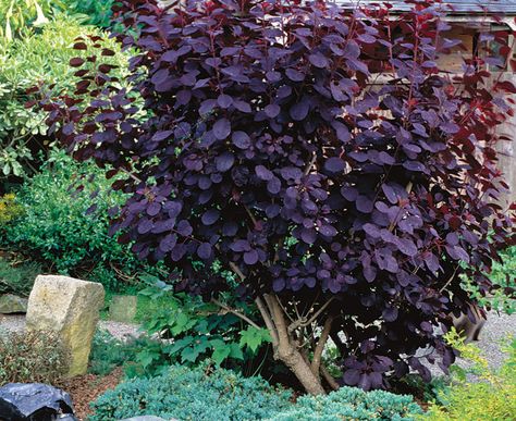 • Name: Purple smoke bushes (Cotinus coggygria cvs.) • Zones: 5 to 9 • Conditions: Full sun to partial shade; average soil • Seasonal bonus: The new foliage glows as it emerges and ripens into a deep burgundy. Purple Shrubs, Hydrangea Paniculata Grandiflora, Landscape Front Yard, Low Maintenance Landscape, Hydrangea Paniculata, Front Landscaping, Low Maintenance Landscaping, Garden Shrubs, Fine Gardening