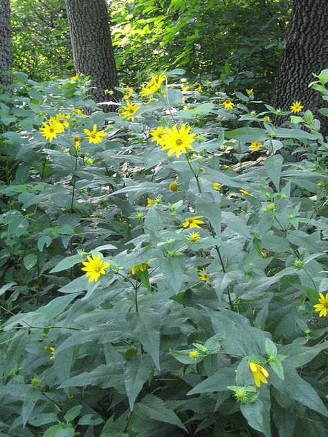 Helianthus divaricatus by dogtooth77, via Flickr (woodland sunflower - sun-part-shade - avg - dry) Keystone Plants, Woodland Sunflower, Fruits Pictures, Fruit Picture, Pergola Garden, Forest Style, Landscape Designs, Wildflower Garden, Invasive Species