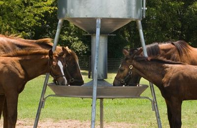 Horse Feeder Ideas, Automatic Goat Feeder, Automatic Horse Feeder, Diy Horse Slow Feeder Hay, Outdoor Hay Feeder For Horses, Diy Hay Slow Feeder For Horses, Slow Horse Feeders Hay, Automatic Livestock Feeder, Cattle Feeder