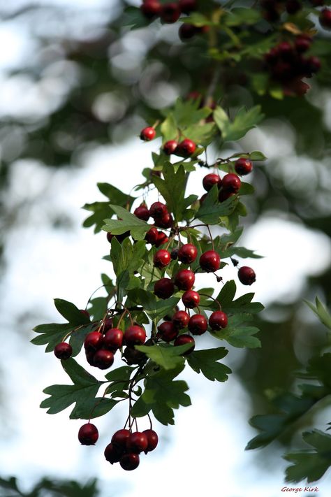 Hawthorn Berries Hawthorn Bush, Hawthorne Berry, Hawthorn Berries, Flower Reference, Beautiful Environment, Plant Kingdom, Hawthorn Berry, Moody Art, Drawing Flowers