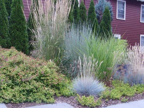 ornamental grass colors Hydrangea And Ornamental Grasses, Gardening With Ornamental Grasses, Grass Ornamental, Landscaping Grasses Ornamental, Variegated Ornamental Grasses, Ornamental Grass Landscape, Ornamental Grass, Prairie Garden, Planting Design