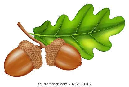 Acorns and Leaves Stock Illustrations, Images & Vectors | Shutterstock Oak Leaf Art, Mighty Oaks, Fruit Art, Tree Patterns, Leaf Art, Floral Illustrations, Nature Pictures, Classroom Decor, Party Planning