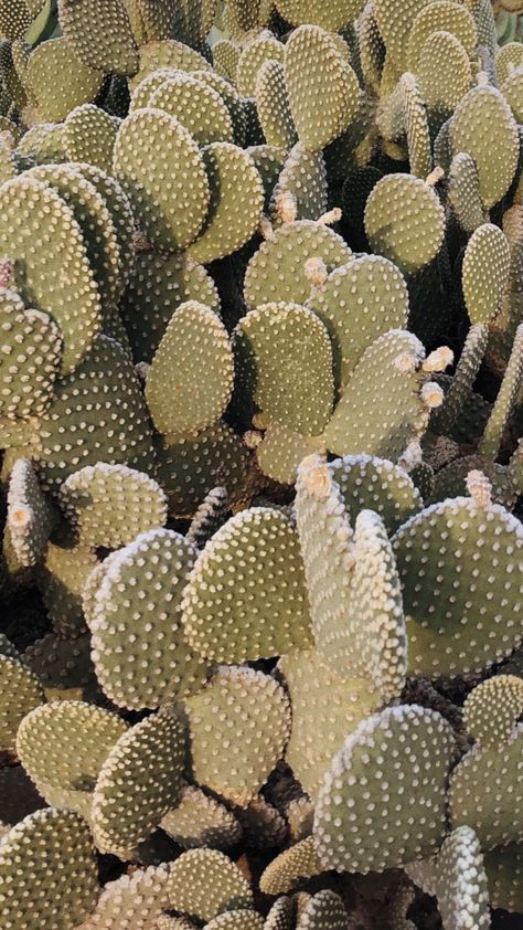 Iphone Wallpaper Cactus, Wallpaper Cactus, Cactus Arizona, Cactus Wallpaper, Fashion Mood Board, Boho Wall Art, Iphone Background, Cactus Plants, Mood Board