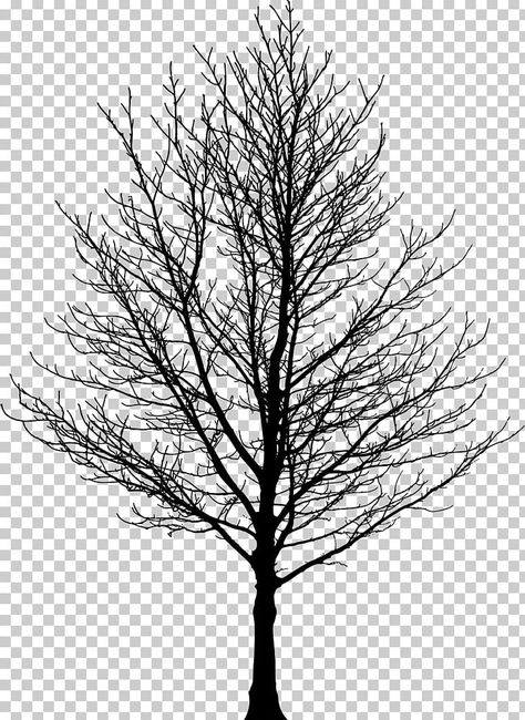 Tree Silloutes, Black And White Tree Drawing, Maple Drawing, Alphabet In Cursive, Maple Tree Tattoos, Black And White Trees, Tree Black And White, Forest Drawing, Tree Textures