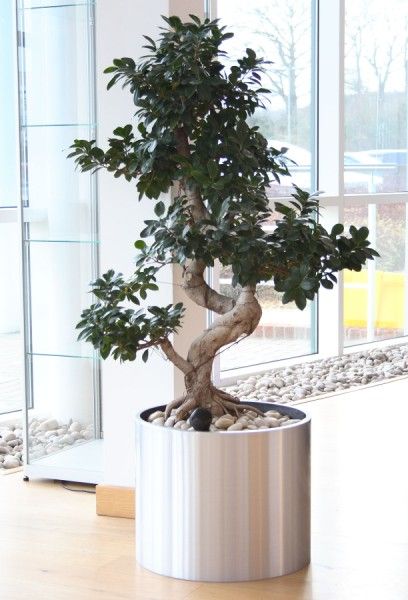 Ficus Ginseng S-shaped in brushed aluminium pot at Garmin European HQ Southampton UK Large Planters Indoor, Office Tree, Southampton Uk, Ficus Ginseng, Planters Indoor, Bonsai Ficus, Ficus Microcarpa, Indoor Tree, Yucca Plant