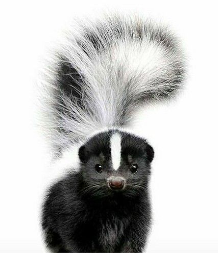 What a cute stinker Skunk Cute, Cute Skunk, Baby Skunks, Painted Rocks Diy, Silly Animals, Wooden Animals, Life Pictures, Watercolor Animals, Animal Illustration