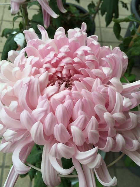 Pink Chrysanthemum Chrysanthemum Pink, Grace Tattoo, Flower Types, Favourite Flowers, Stylist Tattoos, Chrysanthemum Flower, Favorite Flower, Flower Therapy, Wedding Plans