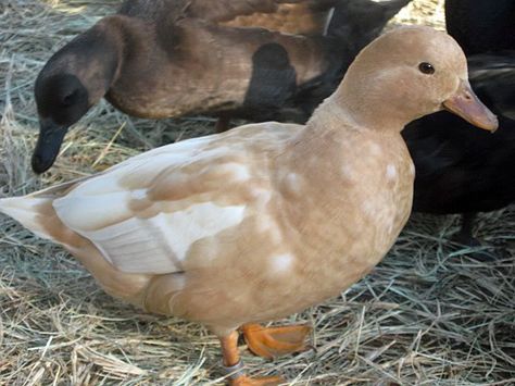 Bantam Ducks | Bantam Duck Page - Page 99 Call Ducks, Call Duck, Bantam Breeds, Duck Breeds, Raising Ducks, Duck And Ducklings, Duck Pictures, Duck Photo, Pet Ducks