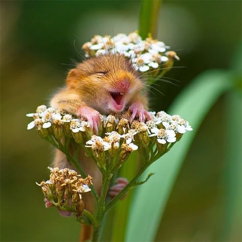 Photographer Captures Adorable Laughing Dormouse Perched on a Flower A Flower