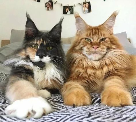 Maine Coon cats Image Chat, Forest Cat, Norwegian Forest Cat, Loving Friends, Kitten Pictures, Haiwan Peliharaan, Big Boy, Maine Coon, Pretty Cats