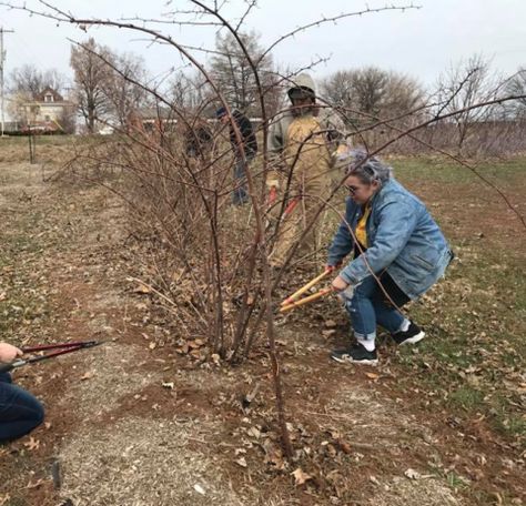 Pruning Blackberries, Blackberry Tree, Pruning Raspberries, Thorny Bushes, Raspberry Bushes, Picking Berries, Blackberry Bramble, Blackberry Bush, Raspberry Bush