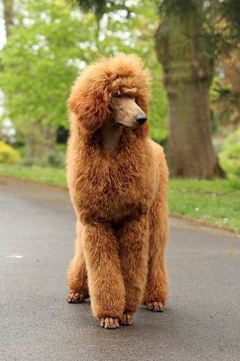 Great poodle cut Standard Poodle Brown, Gingery Brown, Cut Dogs, Anjing Poodle, Brown Poodle, Black Standard Poodle, Poodle Cuts, Red Poodles, Pretty Poodles