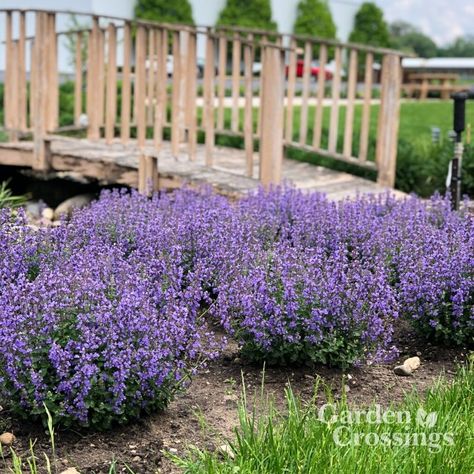 A favorite of many, Cats Pajamas Nepeta is really putting on a show!  This is at the trial garden, but what a great idea to group several of the Cats Pajamas together for greater impact! https://www.gardencrossings.com/product/nepeta-cats-pajamas-catmint/ Nepeta Cats Pyjamas, Nepeta Cats Pajamas, Nepeta Cats Pajamas Landscape, Cats Pajamas Catmint, Cats Pajamas Plant Landscaping, Cats Pajamas Nepeta, Fence Front Yard, Front Yard Lighting, Clay Soil Plants