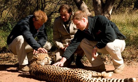 During their 2010 trip to Botswana Prince William and Prince Harry got better acquianted with a cheetah at the Mokolodi Education Centre. Happy Birthday Prince, Visit Africa, Principe William, Africa Wildlife, Prinz Harry, Prince William And Harry, Baby George, Principe Harry, Prince William And Kate