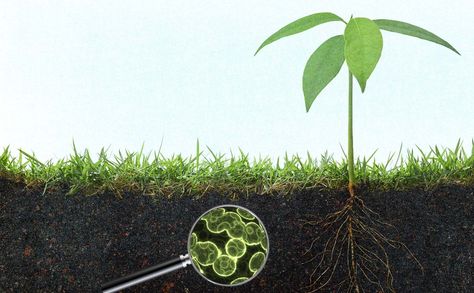 It's not just better crops that will feed the world -- it's better microbes. Vertical Farm, Gardening Videos, Foliar Spray, Building Raised Garden Beds, Modern Farmer, Crop Protection, Soil Conditioner, Natural Farming, Sustainable Agriculture