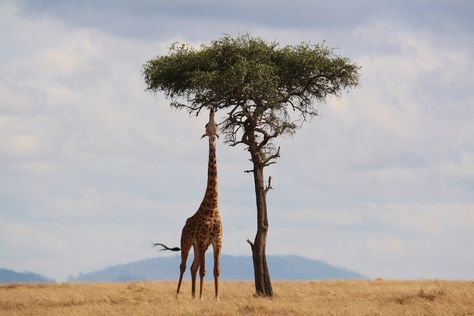 Giraffe Facts, Giraffe Pictures, Africa Wildlife, Acacia Tree, Tanzania Safari, Africa Safari, Safari Tour, Wildlife Park, Accra