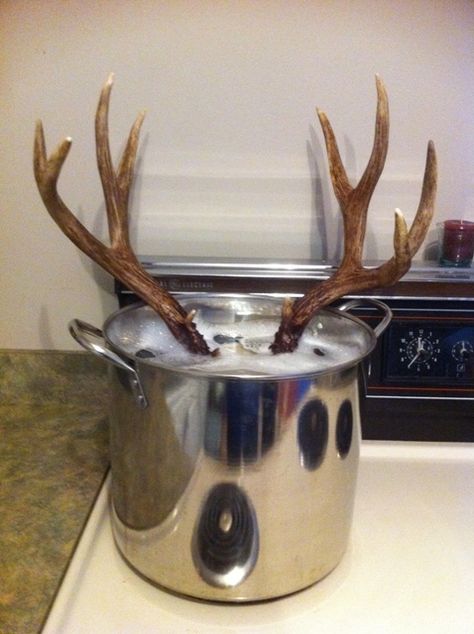 D.I.Y. - European Deer Skull Mount (Not for the squeamish!) Deer Skull Mount, Euro Mounts, European Mount, Deer Hunting Tips, Quail Hunting, Antler Crafts, Deer Camp, Deer Mounts, Hunting Decor