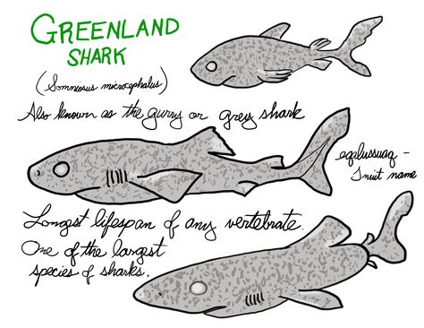 Greenland Shark #shark Greenland Shark Drawing, Greenland Shark Tattoo, Biology Journal, Greenland Shark, Shark Pictures, Shark Drawing, Shark Tattoos, Comic Style Art, Comic Style