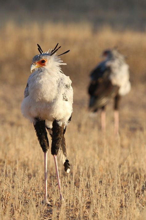 Sagittarius Serpentarius, Secretary Bird, Kenya Safari, African Wildlife, Big Bird, Bird Pictures, Southern Africa, African Animals, Birds Of Prey